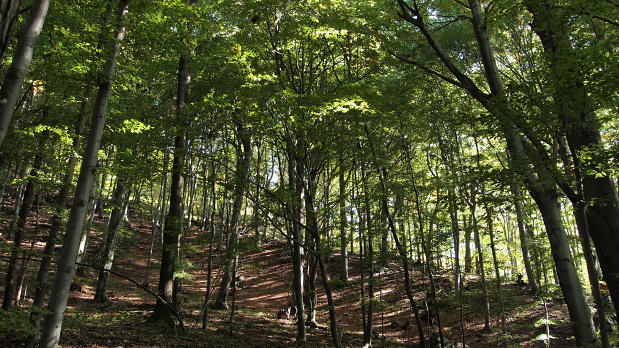 jesenný lesík
